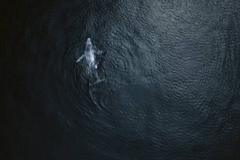 Aerial view of baby humpback whale in Pacific ocean near Baja California Sur, Mexico. - AAEF18671