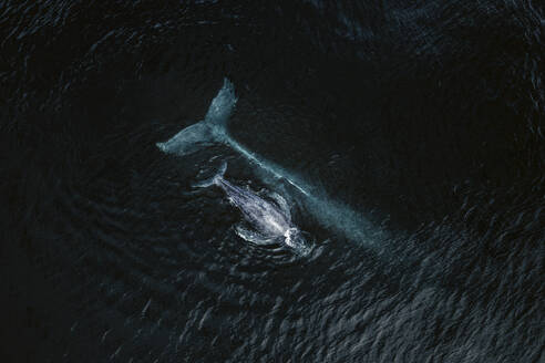 Aerial view of a Humpback whale mother and calf in Pacific ocean, Baja California Sur, Mexico. - AAEF18673