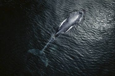 Aerial view of Gray Whale in Pacific ocean near Mexican shore, Baja California Sur, Mexico. - AAEF18674