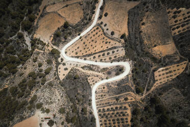 Aerial view of a road path with a serpentine shape crossing through agricultural cultivation with trees disposed of geometrically, Calles, Valencia, Spain. - AAEF18828