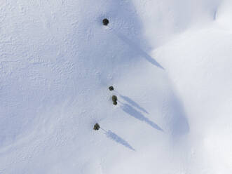 Aerial view of trees in the snow on the mountain, Velika Planina, Slovenia. - AAEF18961