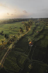 Aerial Drone View von üppigen grünen Kajeng Rice Field, Ubud, Bali, Indonesien. - AAEF19023