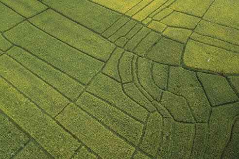 Aerial Drone View of lush green Tabanan Rice Field, Canggu, Bali, Indonesia. - AAEF19027