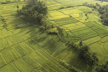 Aerial Drone View of lush green Tabanan Rice Field, Canggu, Bali, Indonesia. - AAEF19029