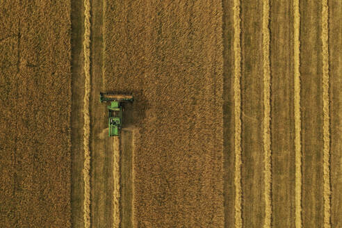 Aerial view of harvester and tractor during cereal harvest in Brandenburg, Germany. - AAEF19268
