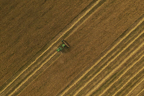 Aerial view of harvester and tractor during cereal harvest in Brandenburg, Germany. - AAEF19269