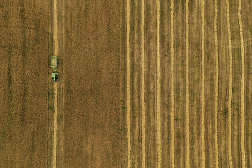 Aerial view of harvester and tractor during cereal harvest in Brandenburg, Germany. - AAEF19270
