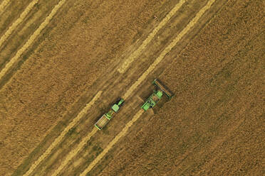 Aerial view of harvester and tractor during cereal harvest in Brandenburg, Germany. - AAEF19273