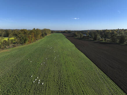 Aerial view of small scale agriculture and ploughing in Brandenburg, Germany. - AAEF19280