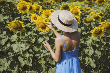 Frau mit Hut pflückt Sonnenblumen auf einem Feld - NDEF00673