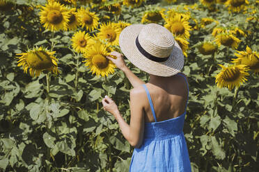 Woman wearing hat plucking sunflowers in field - NDEF00673