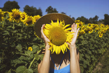 Frau bedeckt Gesicht mit Sonnenblume im Feld - NDEF00674