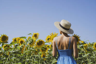 Frau in blauem Kleid betrachtet Sonnenblumen auf einem Feld - NDEF00683