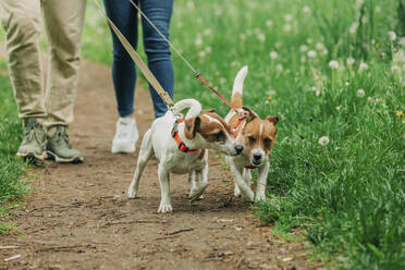 Man and woman walking with Jack Russell Terrier dogs in park - VSNF00941