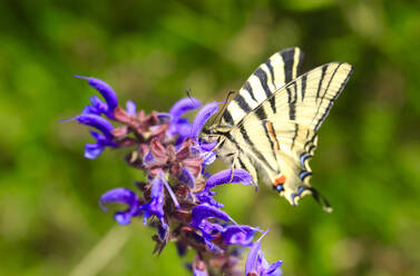 Seltener Schwalbenschwanz-Dickkopffalter (Iphiclides podalirius) auf einer blühenden Wildblume - JTF02348