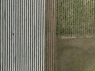 Aerial view of asparagus harvest at Oderbruch, Brandenburg, Germany. - AAEF19316