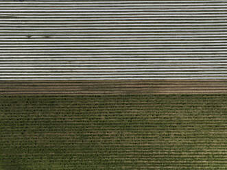 Aerial view of asparagus harvest at Oderbruch, Brandenburg, Germany. - AAEF19317