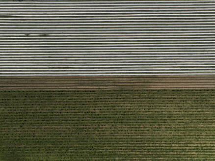 Aerial view of asparagus harvest at Oderbruch, Brandenburg, Germany. - AAEF19317