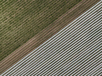 Aerial view of asparagus harvest at Oderbruch, Brandenburg, Germany. - AAEF19321