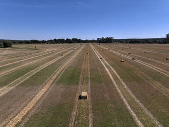 Aerial view of cereal harvesters and tractors at a farm in Oderbruch, Brandenburg, Germany. - AAEF19356