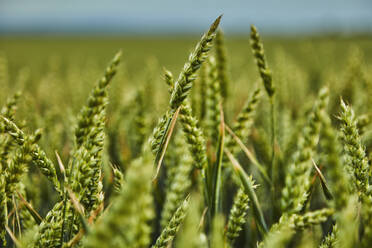 Green wheat growing in field - NOF00788