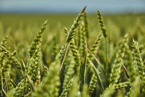Green wheat growing in field - NOF00788