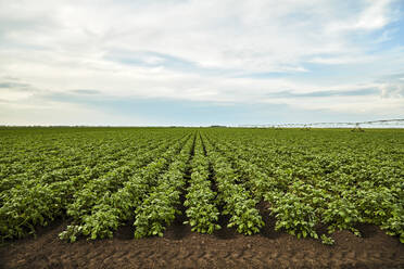 Reihen von Kartoffeln auf einem Feld - NOF00789