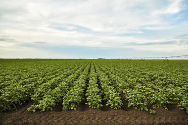 Rows of potatoes growing in field - NOF00789