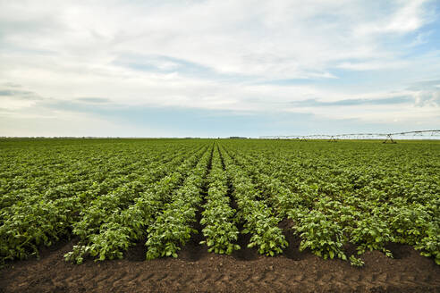 Rows of potatoes growing in field - NOF00789