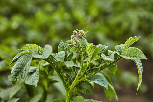 Leaves of potatoes growing in field - NOF00790