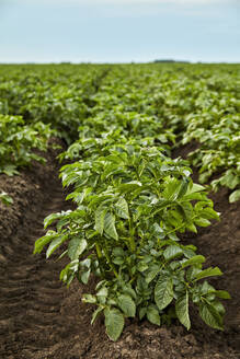 Rows of potatoes growing in field - NOF00791