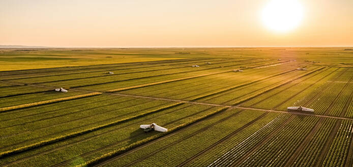 Aerial panorama of harvesting cucumber field at sunrise - NOF00793