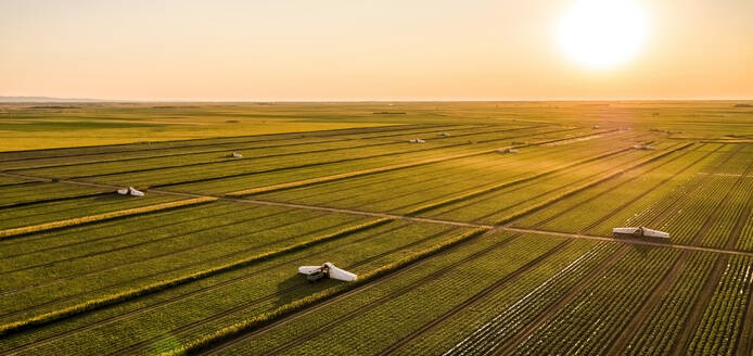 Luftpanorama eines Gurkenfeldes bei Sonnenaufgang - NOF00793