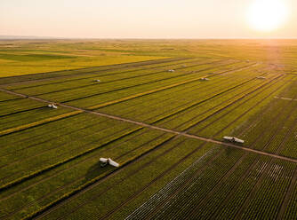 Ripe agricultural field at sunset, Vojvodina, Serbia stock photo
