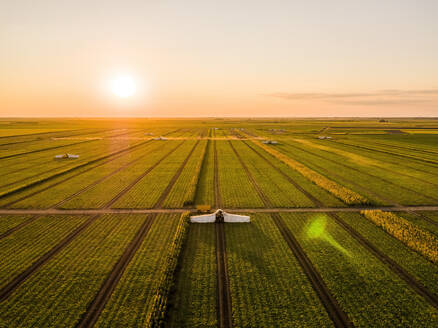 Aerial view of harvesting cucumber field at sunrise - NOF00795