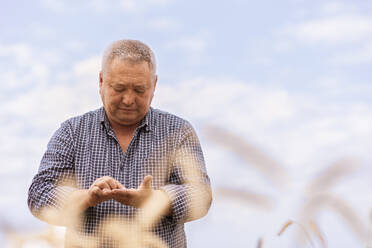 Man examining wheat grains in farm - ADF00104