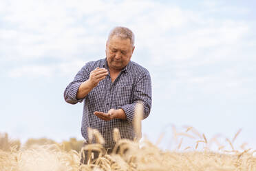 Senior farmer checking wheat in farm - ADF00105