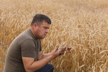 Farmer examining crops crouching in wheat farm - ADF00110