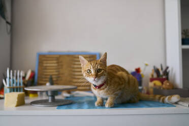 Cat sitting on table at workshop - ANNF00252