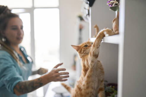 Cat touching shelf with woman in background - ANNF00255