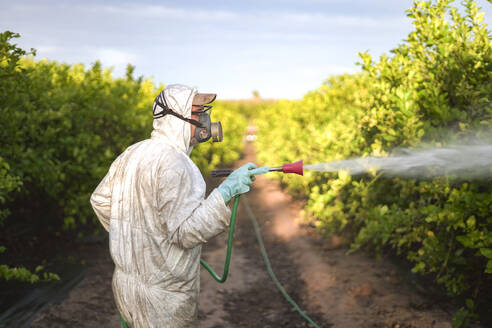 Landarbeiter im Schutzanzug beim Sprühen von Pestiziden auf Zitronenbäumen bei Sonnenaufgang - DMHF00026