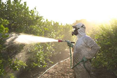 Landarbeiter beim Sprühen von Pestiziden bei Sonnenaufgang - DMHF00028