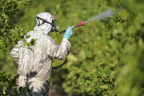 Landarbeiter im Schutzanzug beim Sprühen von Pestiziden auf Zitronenbäumen - DMHF00031