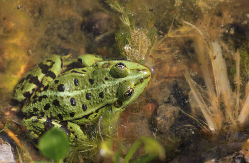 Common edible frog sitting in pond - JTF02349