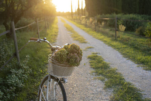 Bicycle with flowers in basket on footpath - SVKF01453