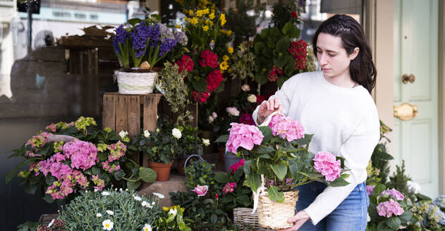 Florist arrangiert Topfpflanze und Blumen im Geschäft - AMWF01398