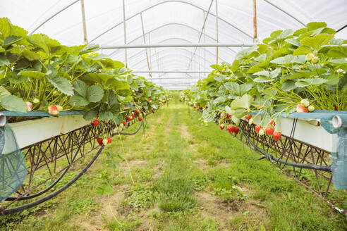 Reife Erdbeerpflanzen in Reihen auf einer Plantage - FLMF00982