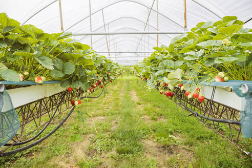Ripe strawberry plants in rows at plantation - FLMF00982