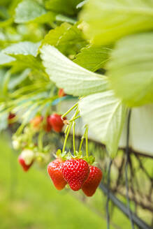 Reife Erdbeeren hängen an Pflanzen in einer Plantage - FLMF00983