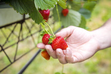 Hand eines Mannes, der Erdbeeren von einer Pflanze in einer Plantage pflückt - FLMF00985